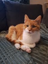 Palinou